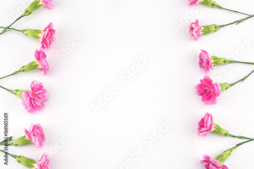 Pink carnation flowers on white background with copy space