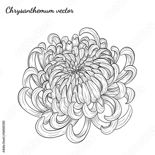 Chrysanthemum vector on white background.Chrysanthemum flower by hand drawing.Floral tattoo highly detailed in line art style.