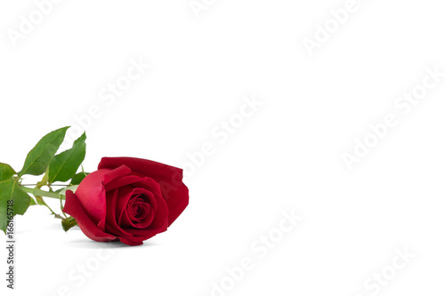 Fototapeta Naklejka Na Ścianę i Meble -  Red rose, selective focus isolated on white background with copy space 