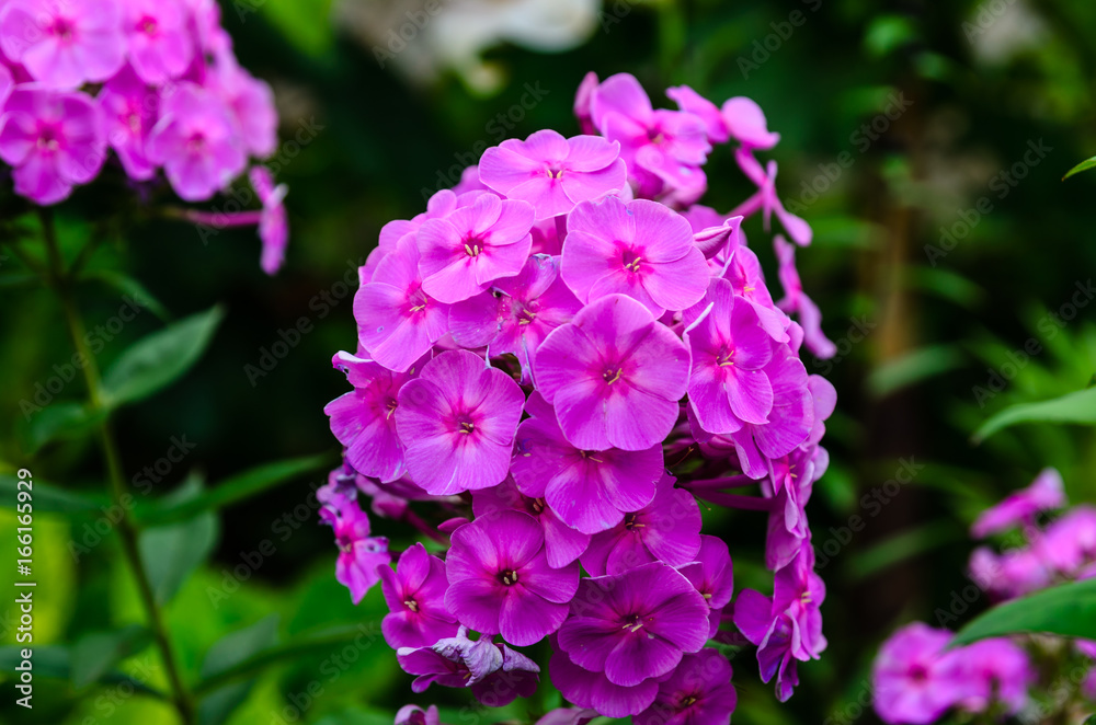 Pink phlox flower on a flowerbed in garden Pink phlox flower on a flowerbed in garden