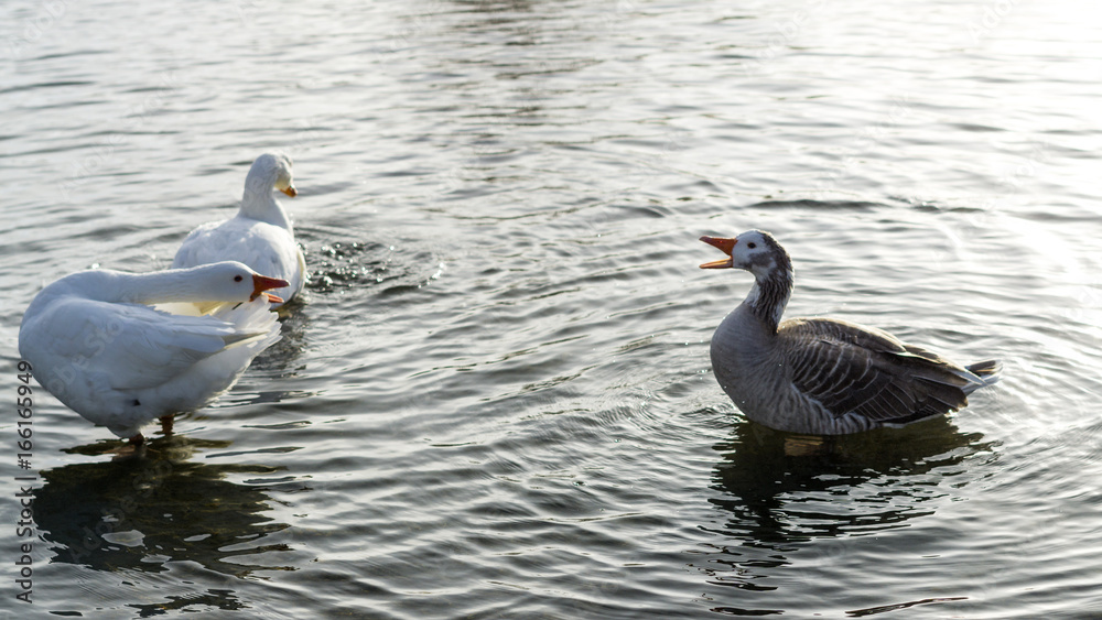 Ducks interacting on lake Ducks interacting on lake