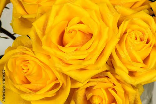 Beautiful yellow rose close-up. Macro photo, floral background.