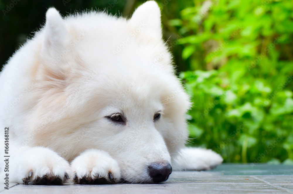 white dog sleep on ground