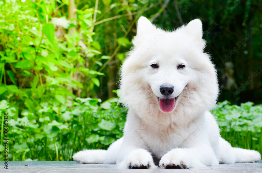 Obraz premium white dog sleep on ground