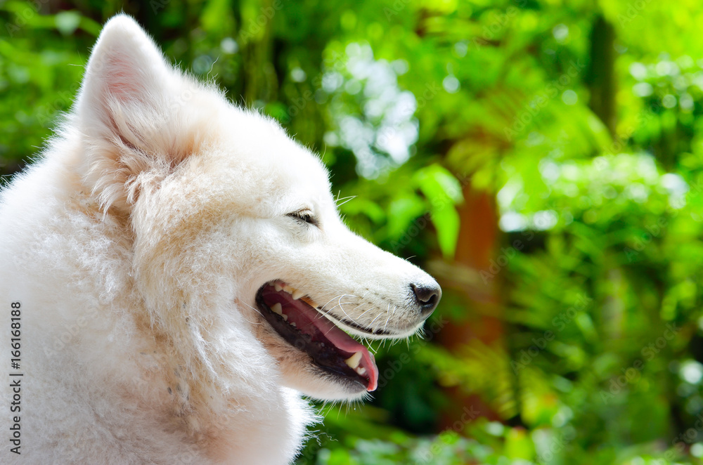 Obraz premium white dog sleep on ground