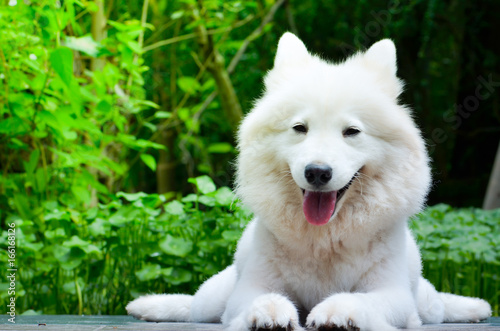 white dog sleep on ground