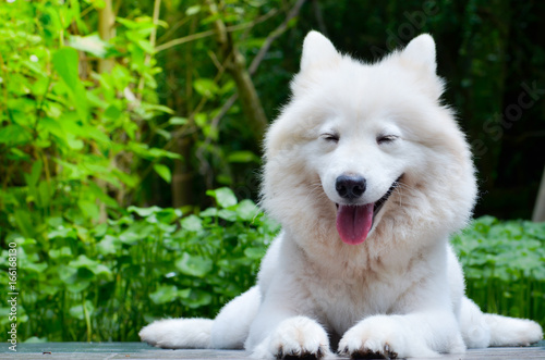 white dog sleep on ground