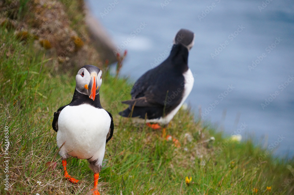Atlantic Puffin in Latrabjarg cliffs, Iceland. Atlantic Puffin in Latrabjarg cliffs, Iceland.