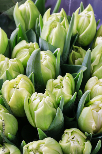 Green tulips background