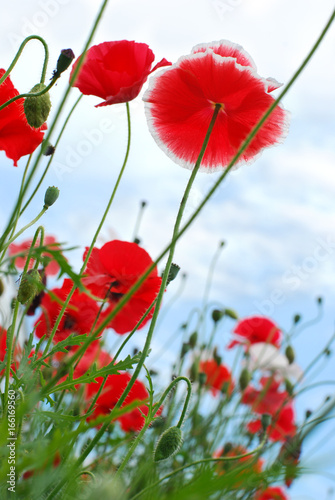 Red poppies on the meadow