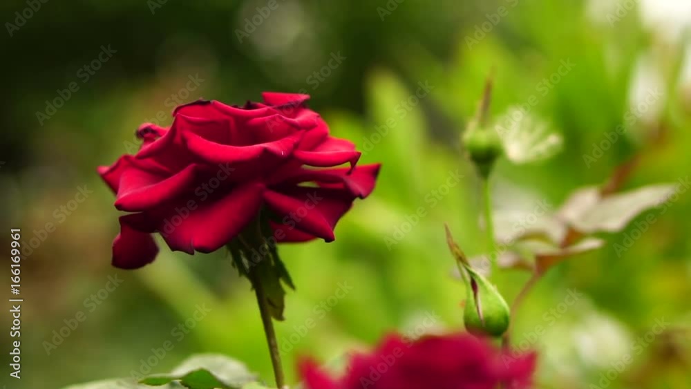 bud of red rose swaying in the wind. Slow motion