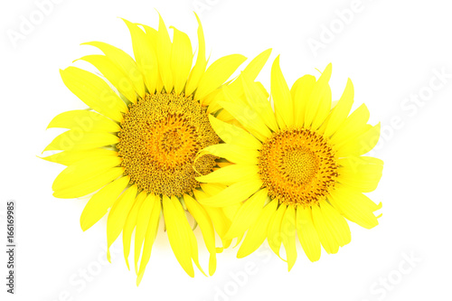 Sunflowers isolated on white background