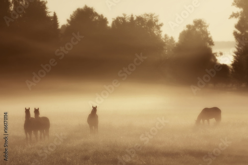 Fototapeta Naklejka Na Ścianę i Meble -  Horses Sunrise