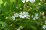 little white flower 2