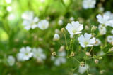 little white flower 1