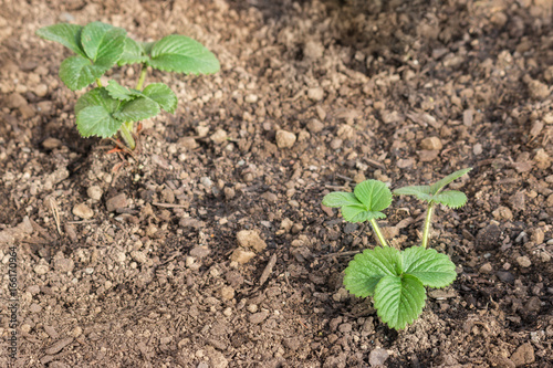 closeup of strawberry plants in soil