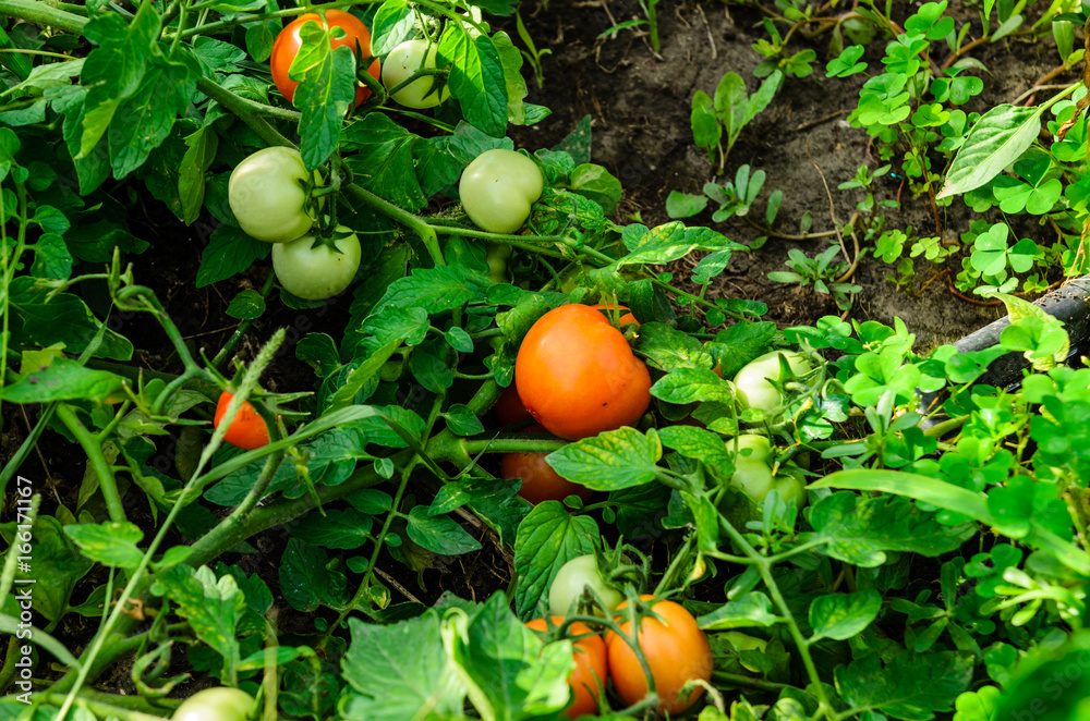 Ripe and unripe tomatoes in garden