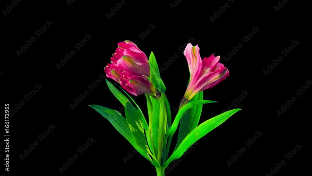 Alstroemeria flower blossoms, time-lapse with alpha channel Alstroemeria flower blossoms, time-lapse with alpha channel