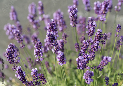  the flourishing lavender  in Provence  near Sault  France