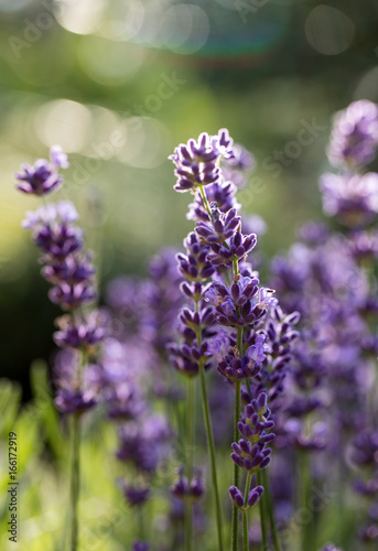 Lavender field in Provence  near Sault  France