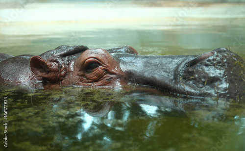 Hippopotamus is animal. © JIRAPAT WATTANAVIPAT