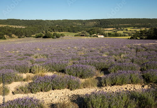 Lavender field in Provence  near Sault  France