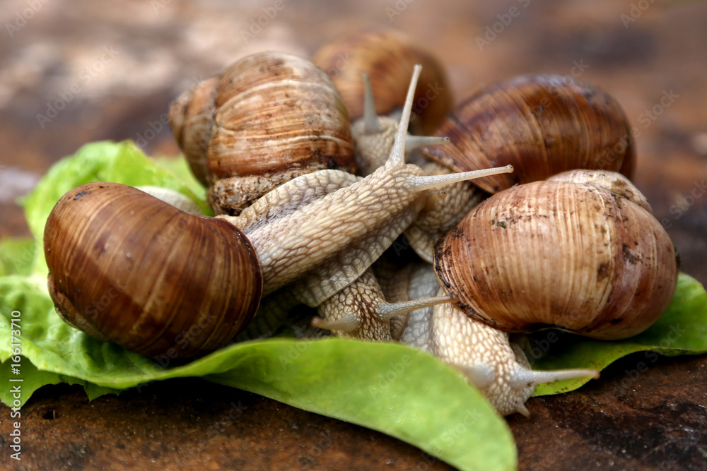 Snails in the garden on the wooden background. The snail stuck out its antennae Snails in the garden on the wooden background. The snail stuck out its antennae