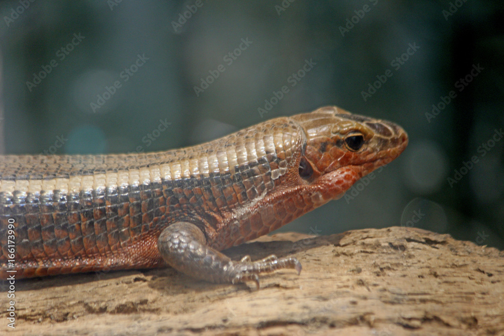 Fototapeta premium Lesard de Madagascar