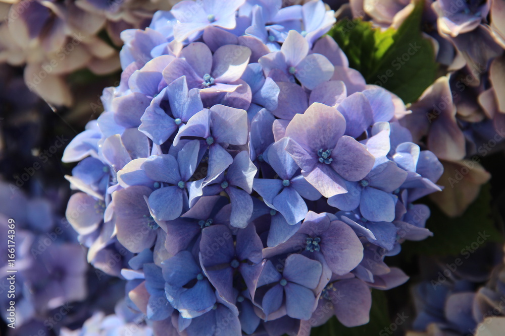 hortensia hortensia