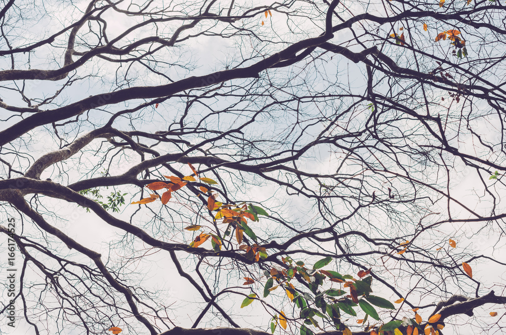Nature autumn tree branch on sky abstract background. Nature autumn tree branch on sky abstract background.