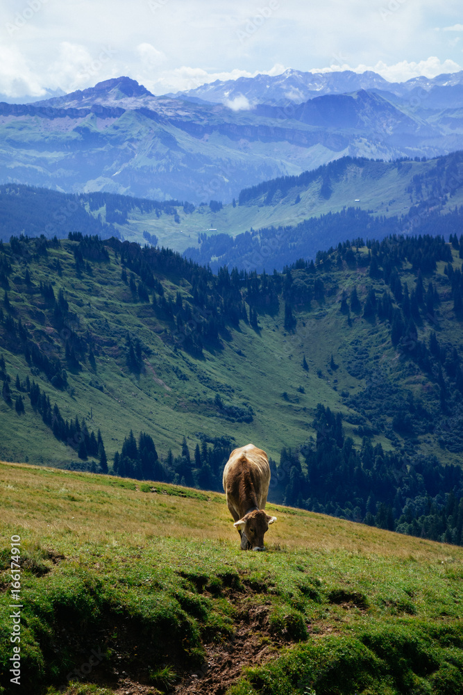 Naklejka premium Wandern an einem Sonntag auf der Nagelfluhkette in den Allgäuer Aplen