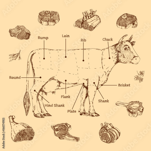 Meat Hand Drawn Scheme