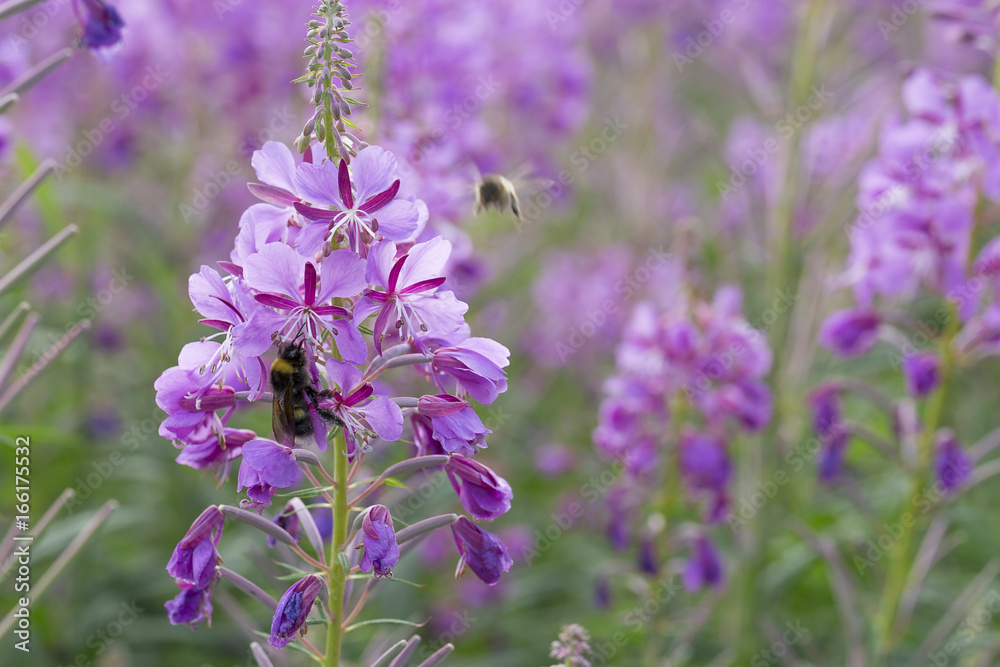 Naklejka premium Fireweed Flowers with Bumble Bee
