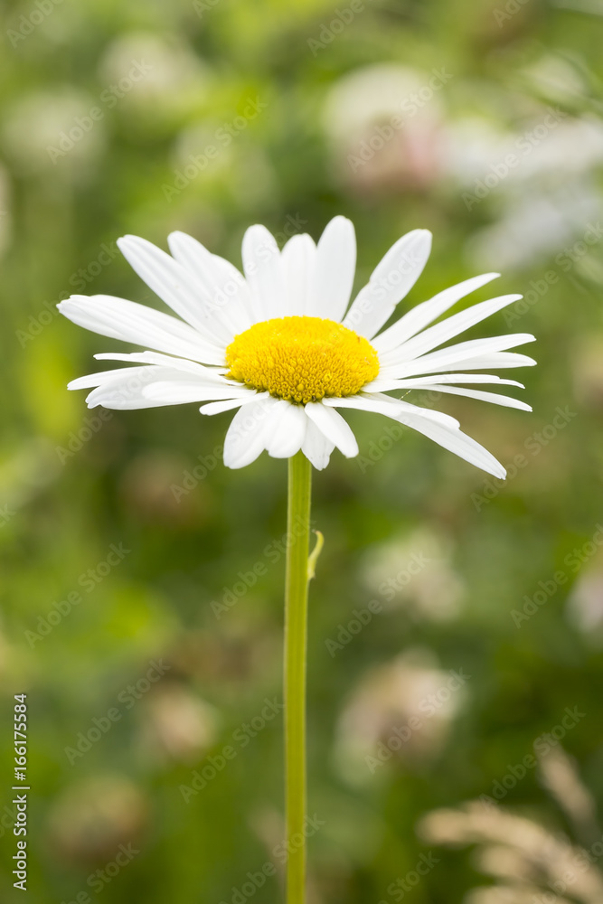 Obraz premium Oxeye Daisy Flower Close Up