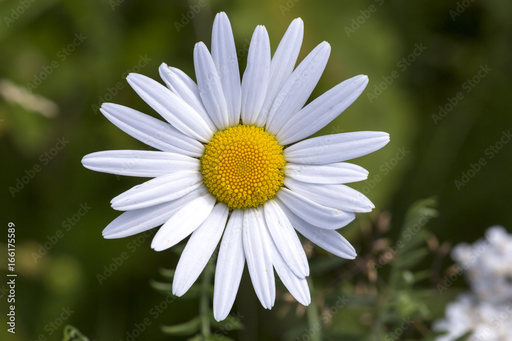 Obraz premium Oxeye Daisy Flower Close Up