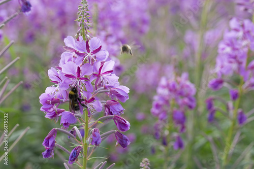 Fototapeta Naklejka Na Ścianę i Meble -  Fireweed Flowers with Bumble Bee