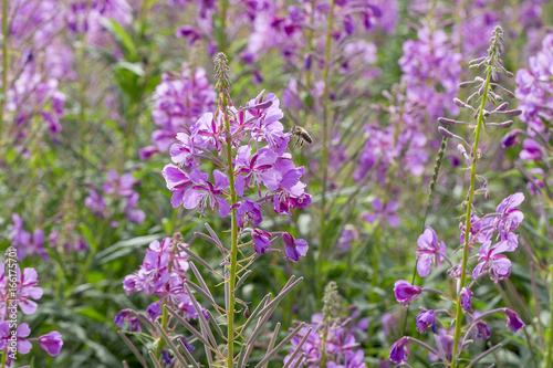 Fireweed Flowers with Bees