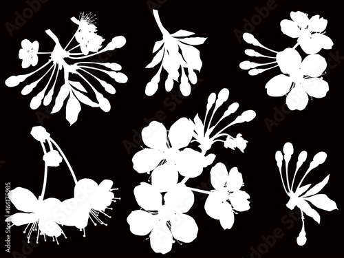 six spring tree blossoms on black