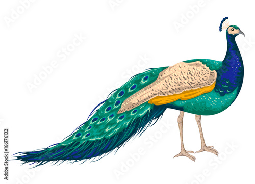 Peacock on white background. Hand drawn vector illustration in watercolor style