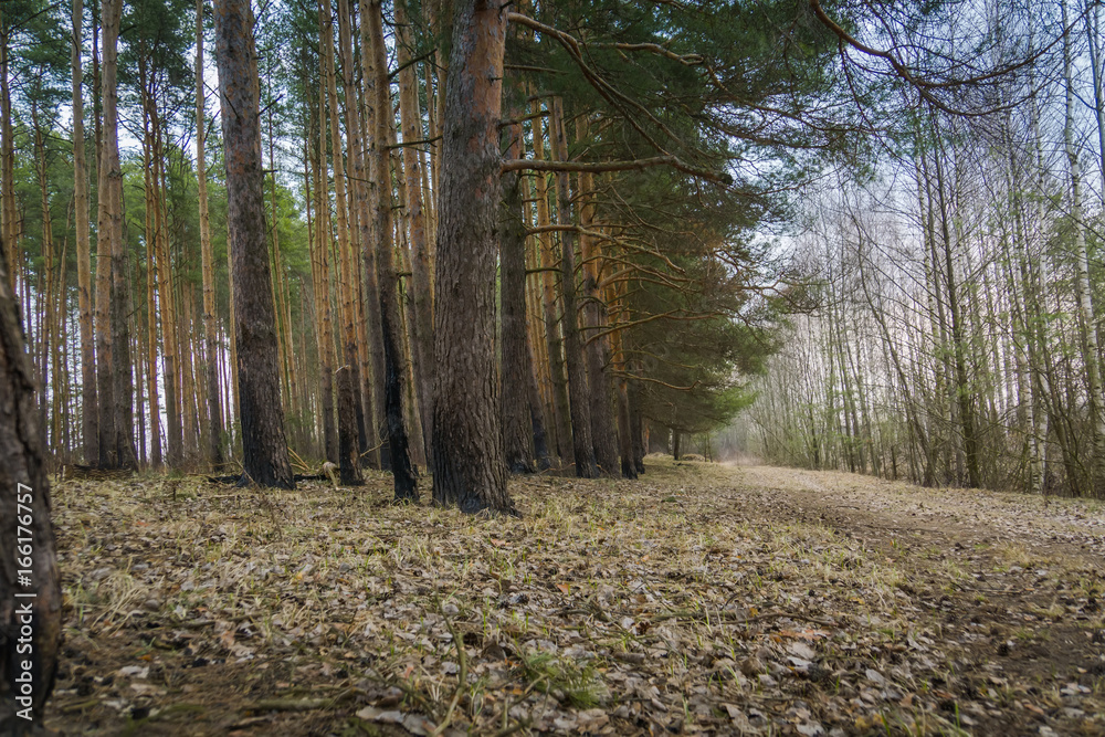 Obraz premium Pine Forest Spring Morning