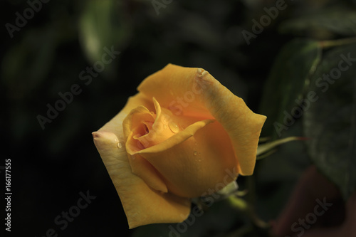 Close-Up Of Yellow Rose Blooming Outdoors