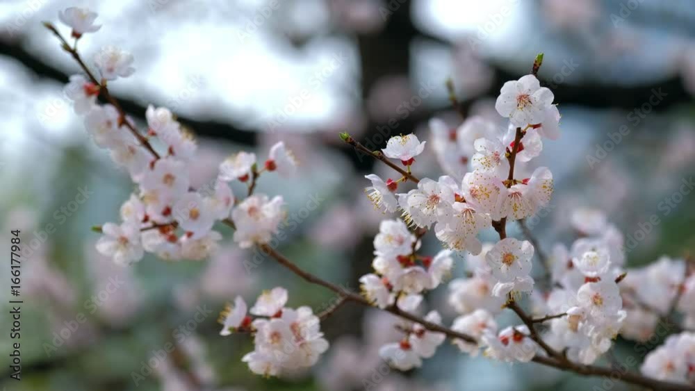 Blooming sakura cherry blossom Blooming sakura cherry blossom