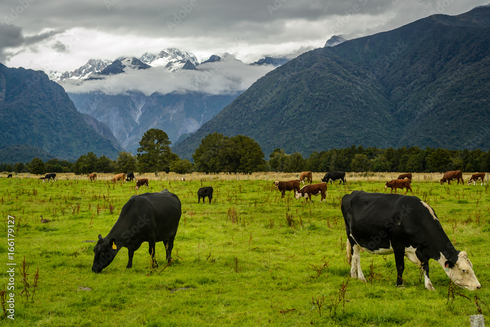 Beautiful landscape from New Zealand. Mountains with clouds in the background and cows on the foreground.