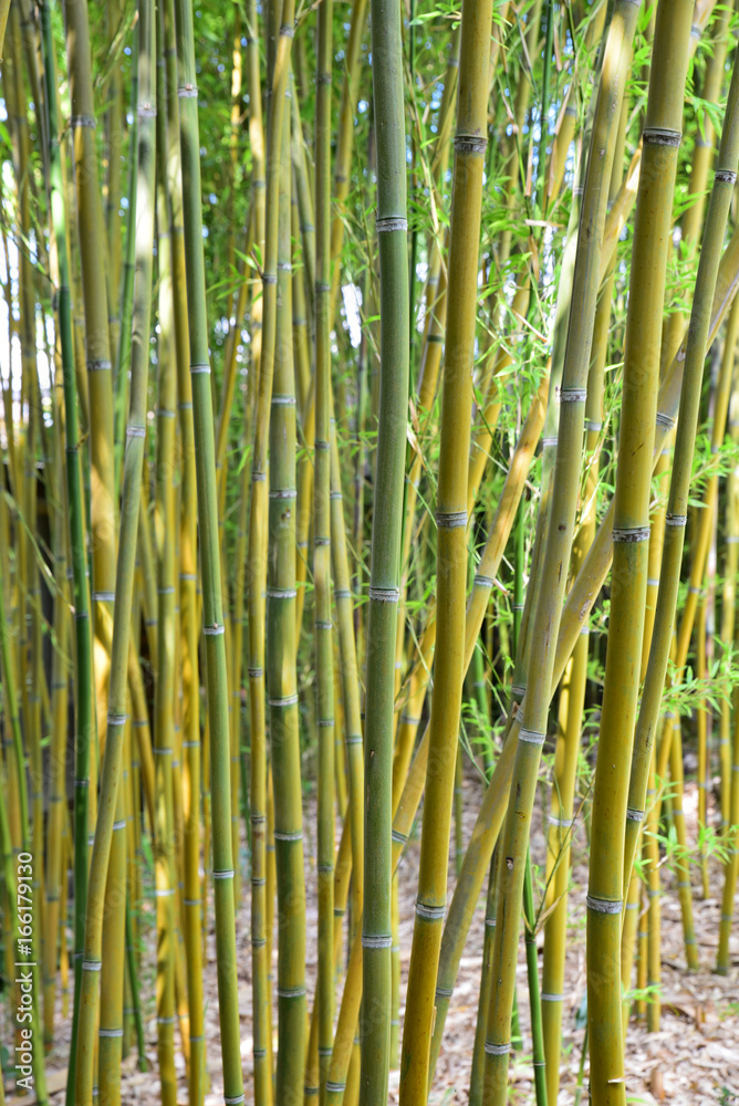 Bambous jaunes et verts au jardin en été Bambous jaunes et verts au jardin en été