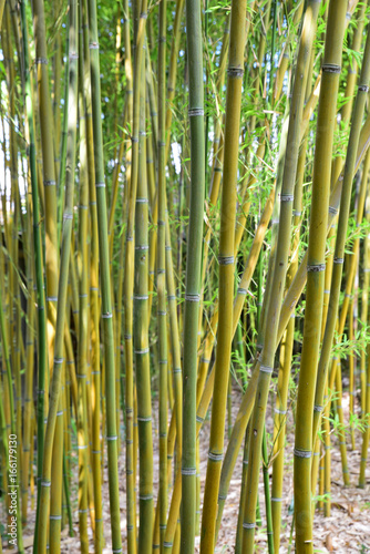 Bambous jaunes et verts au jardin en été