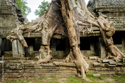 An old tree in the ancient Angkor Wat, Siem Reap, Cambodia