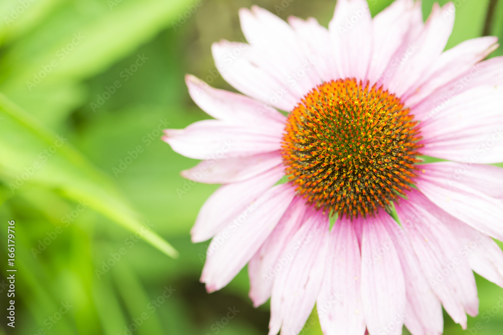 Beautiful pink Zinnia flower in garden. Beautiful pink Zinnia flower in garden.