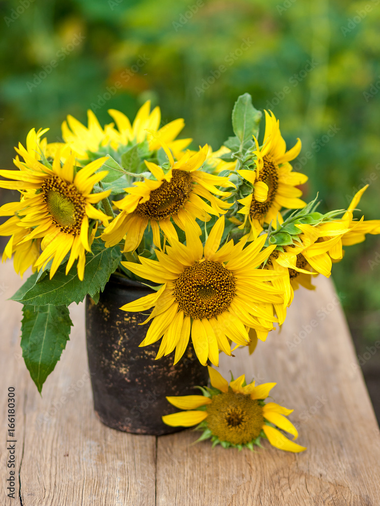 Fototapeta premium Sunflowers