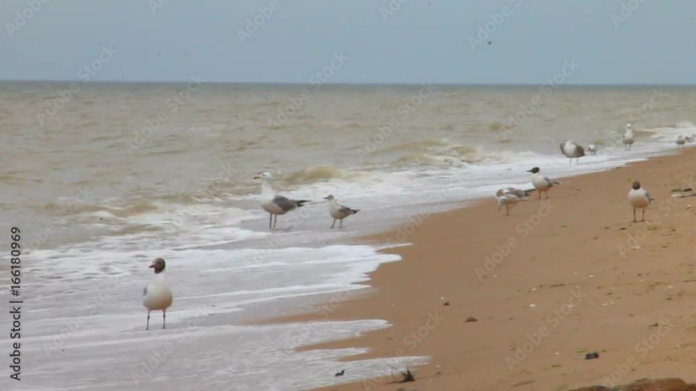 Cormorant and seagulls on the sandy seashore in the evening on a cloudy day, a video about birds Cormorant and seagulls on the sandy seashore in the evening on a cloudy day, a video about birds