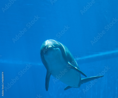Bottlenose dolphin (tursiops truncatus), underwater view